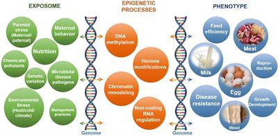 Impacts of Epigenetic Processes on the Health and Productivity of Livestock